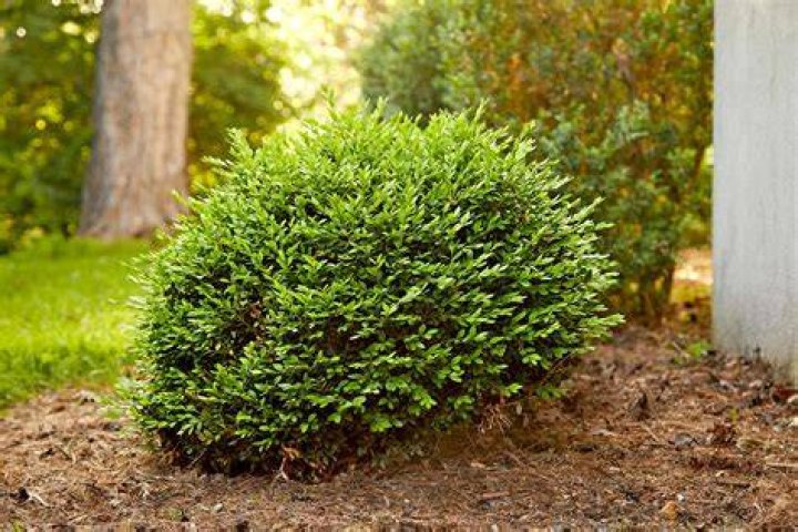 What shrubs do bees not like