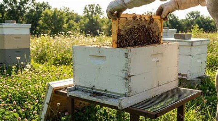 What size is a medium bee box