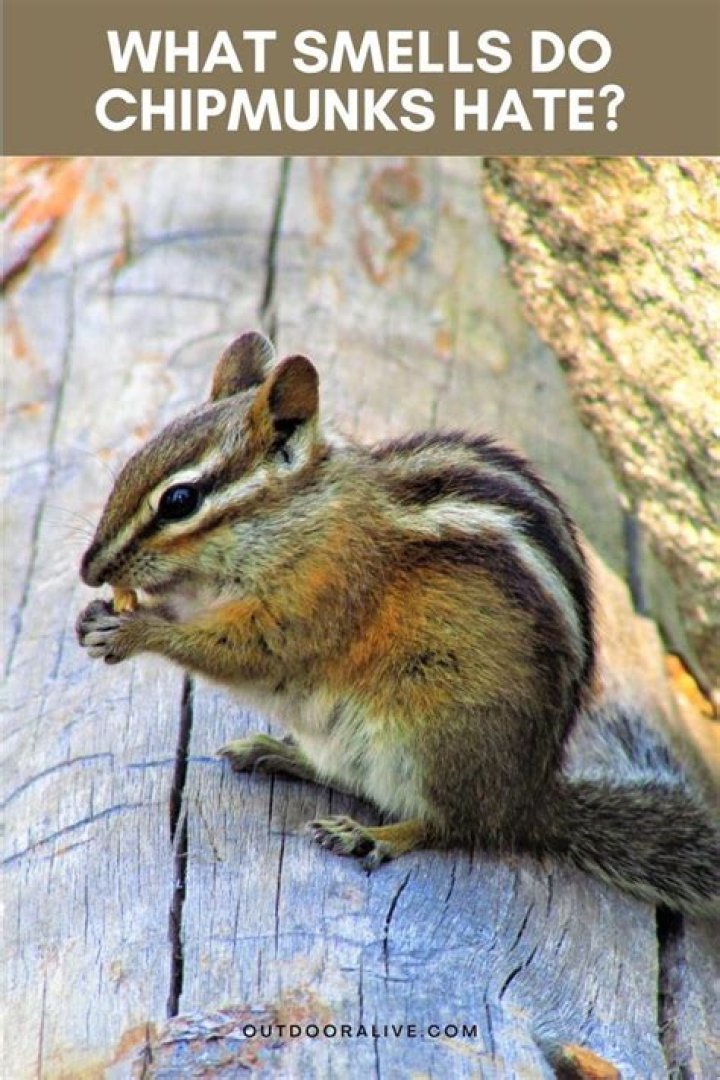 What smell do chipmunks hate