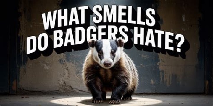 What smells do badgers hate