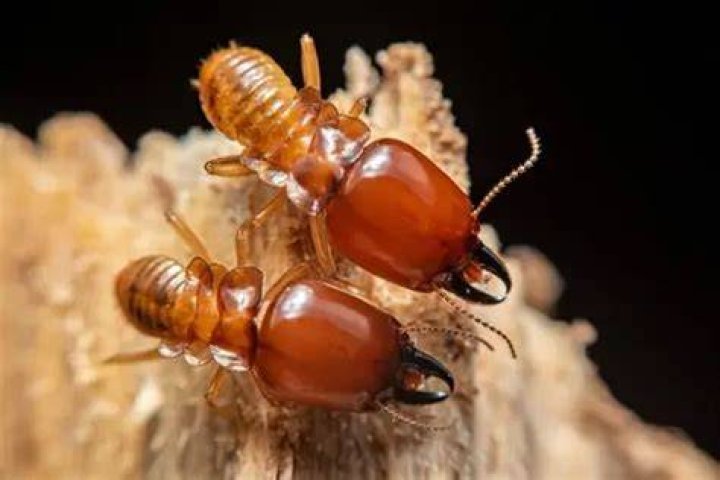 What smells do termites hate