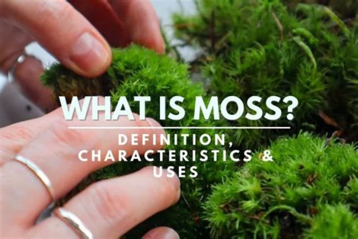 What soil does moss not like