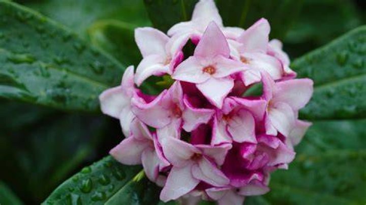 What soil is best for Daphne