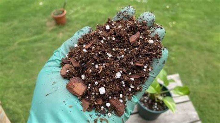 What soil is best for pothos
