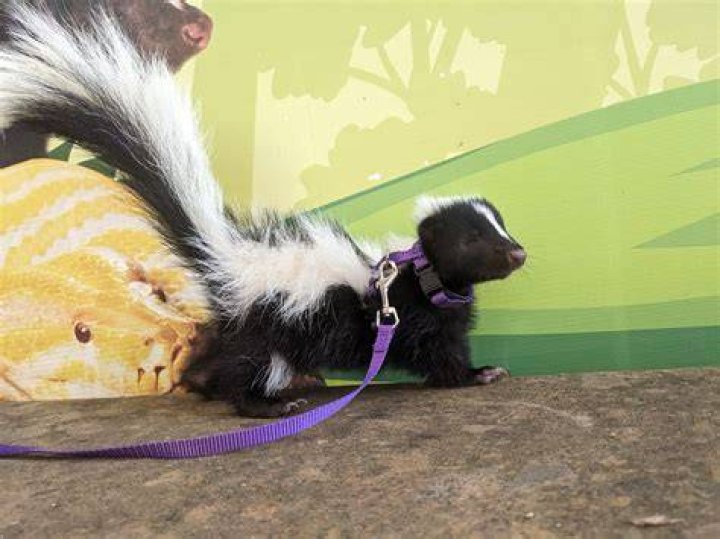 What sound does a skunk made