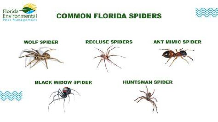 What spiders bite in Florida