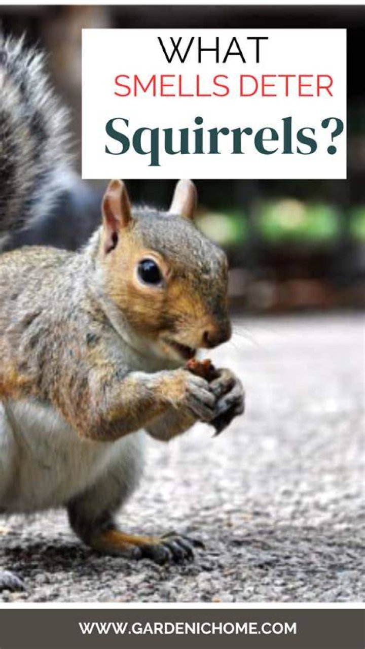 What spray do squirrels hate