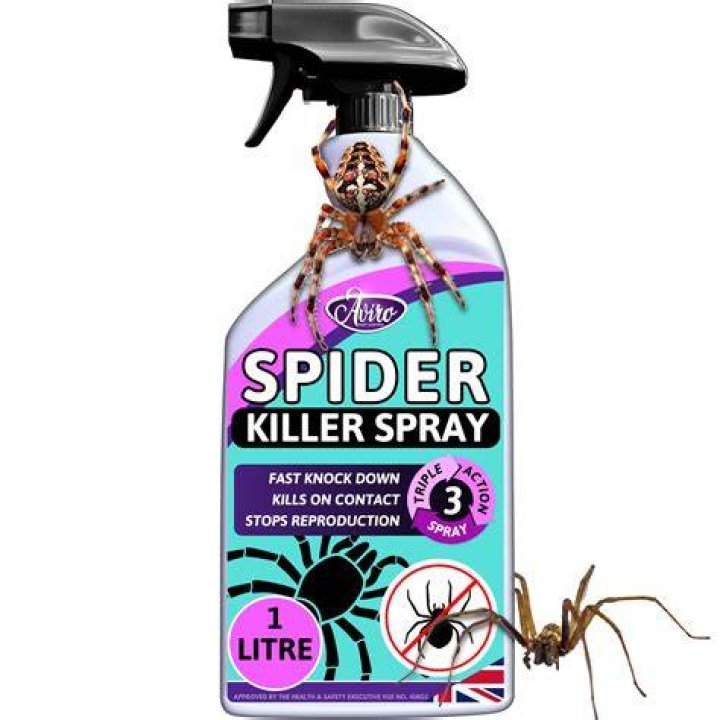 What spray kills spider eggs