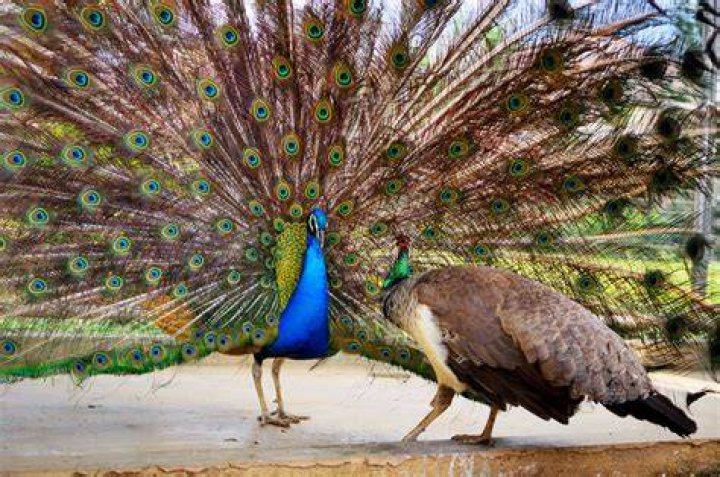 What state has wild peacocks