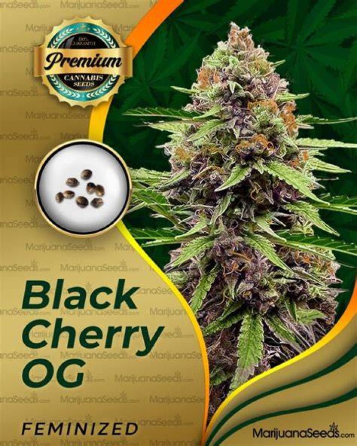 What strain is cookie dough