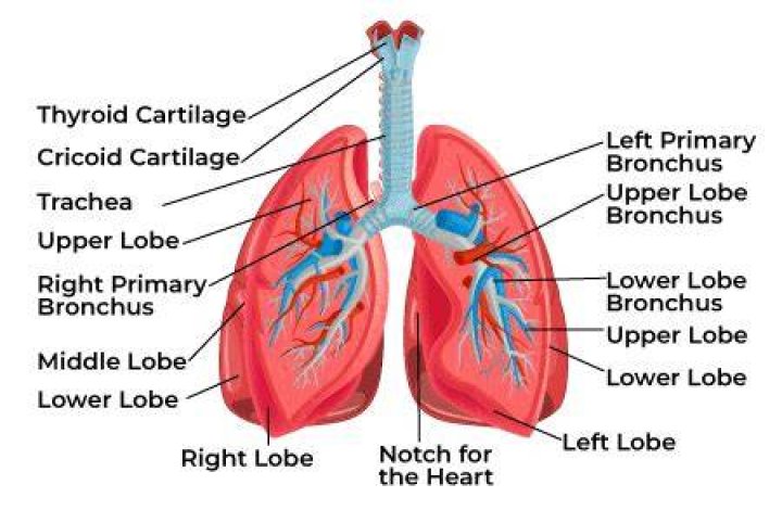 What structures enter the lungs quizlet