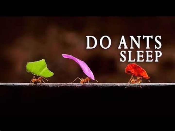 What time do ants go to bed
