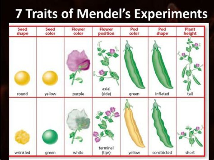 What traits did Mendel Study