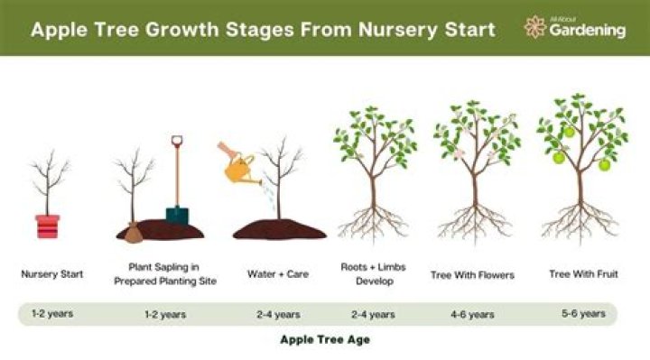What trees do apples grow on