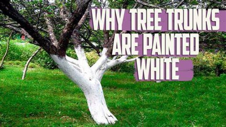 What trees have green trunks