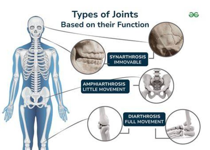 What two joints are uniaxial