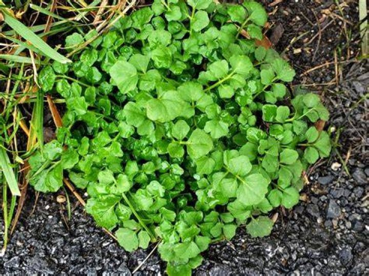 What weeds does Asulox kill