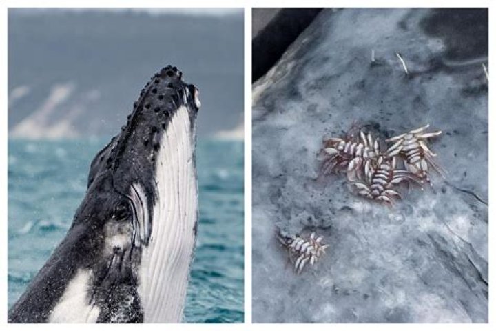 What will dissolve barnacles