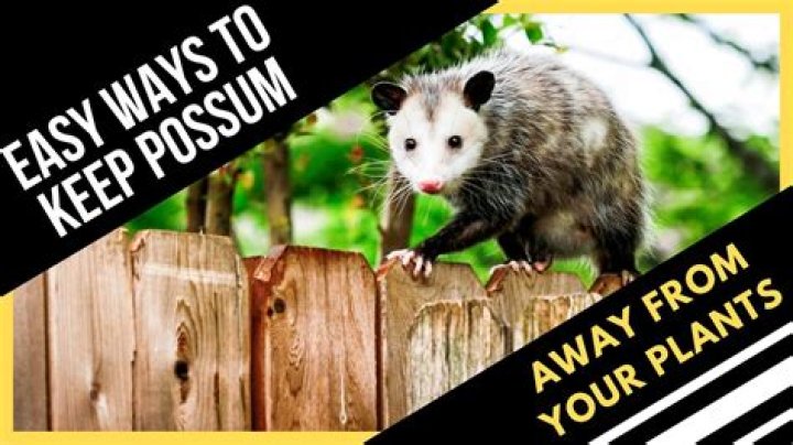 What will keep possums away