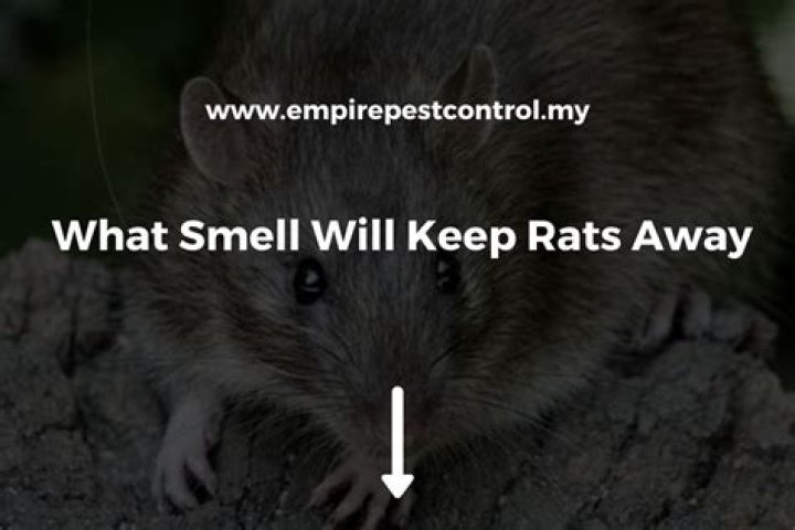 What will keep the rats away