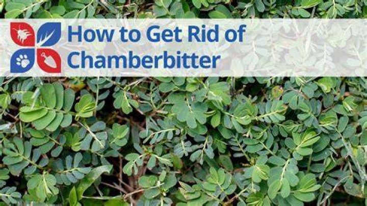 What will kill chamberbitter