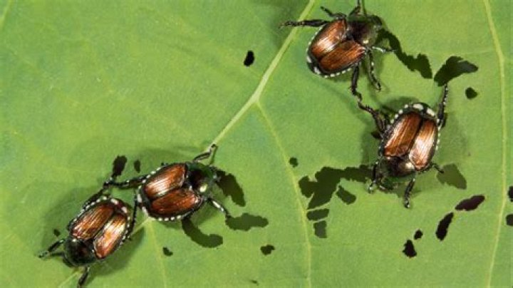 What will kill click beetle