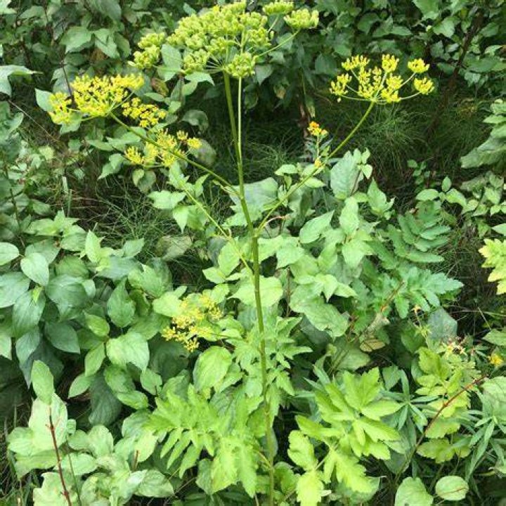 What will kill wild parsnip