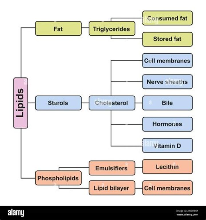 What will lipids dissolve in