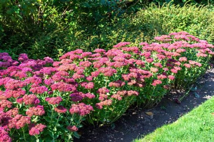 What zone does sedum grow in