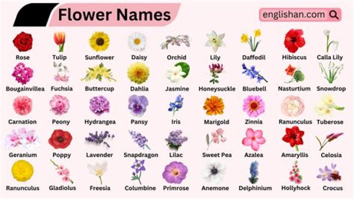 Whats a small flower called