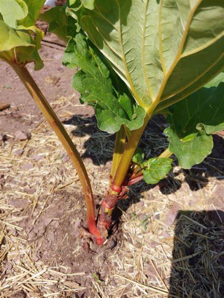 Whats wrong with my rhubarb