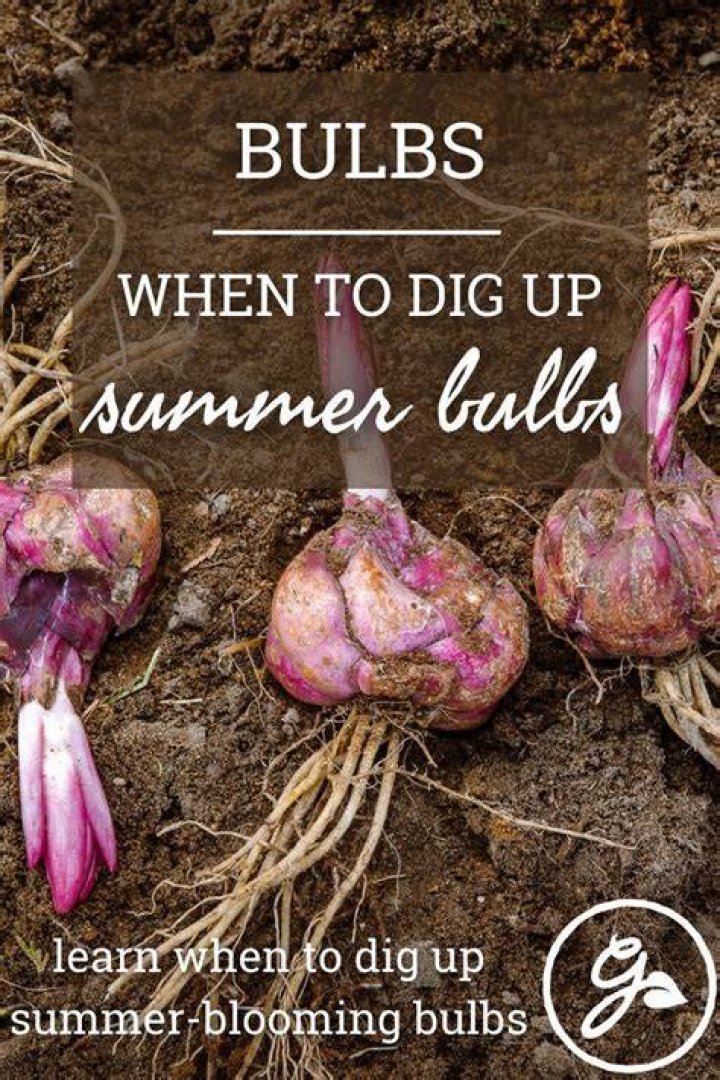 When can I dig up lily bulbs