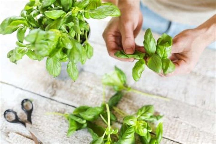 When can I pick basil leaves