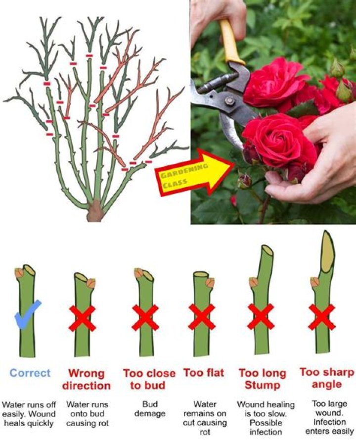 When can I prune Wallflowers