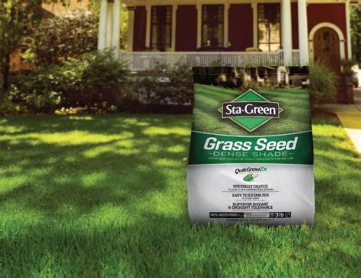 When can I split tiger grass