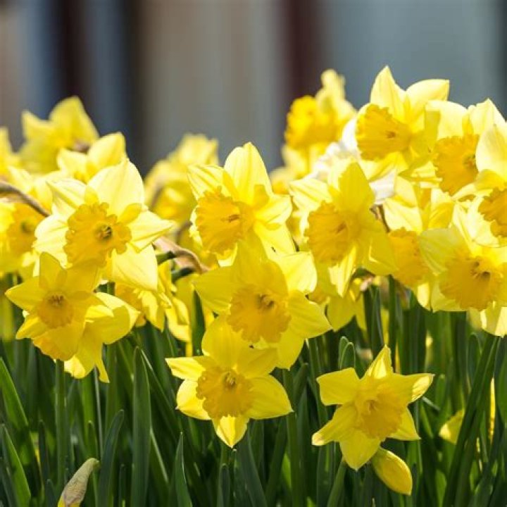 When can you plant daffodils