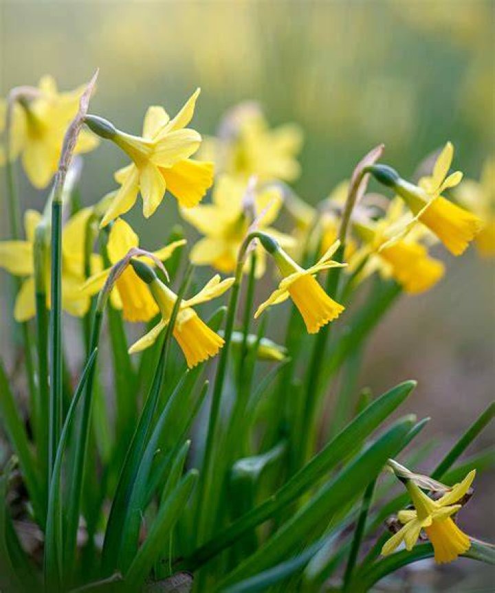 When can you split daffodils