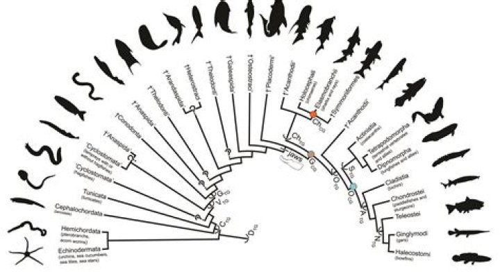 When did vertebrates appear