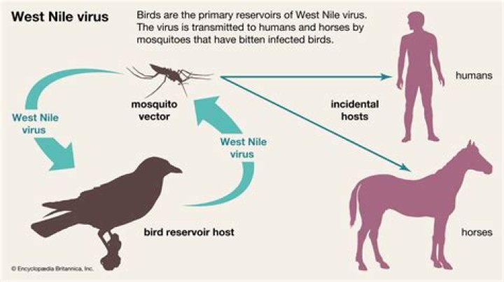 When did Zika virus start us