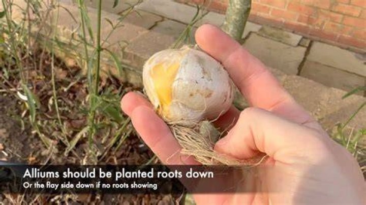 When should Allium be pruned