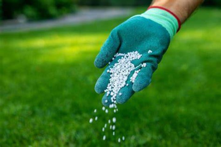 When should apply fertilizer