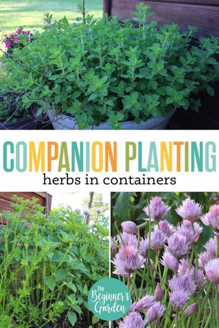 When should herbs be planted