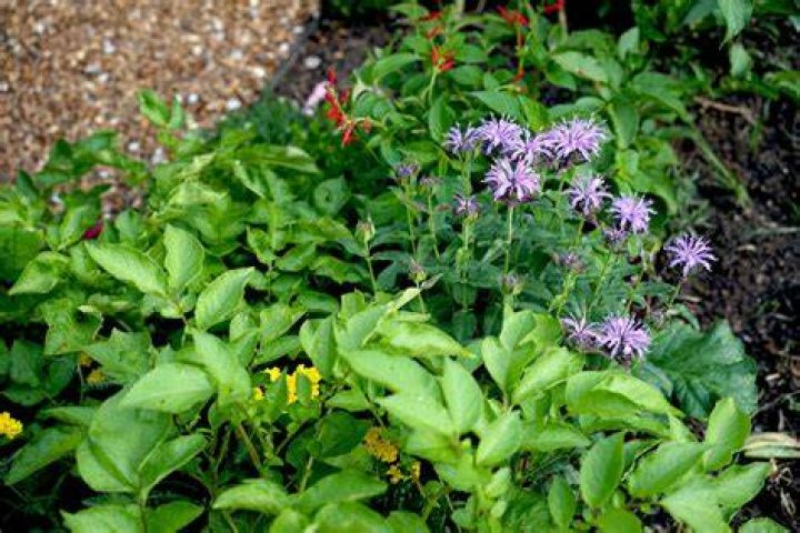 When should I plant bee balm
