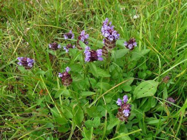 When should I plant Prunella