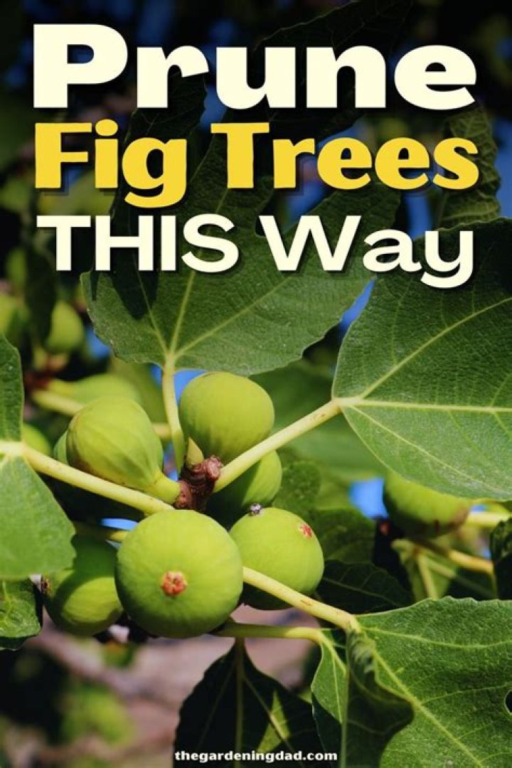 When should I prune fig tree