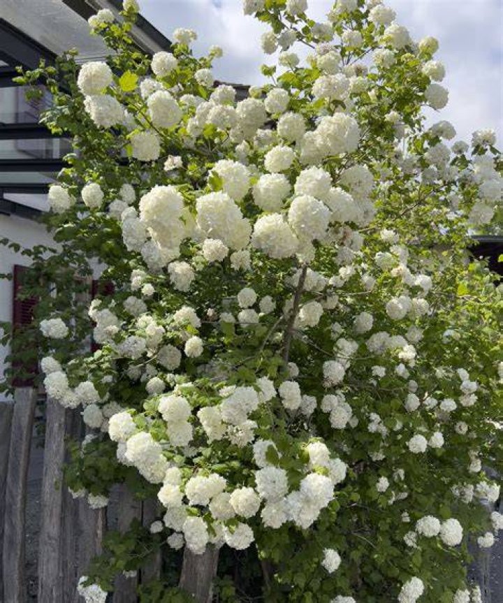 When should I prune Hebe RHS