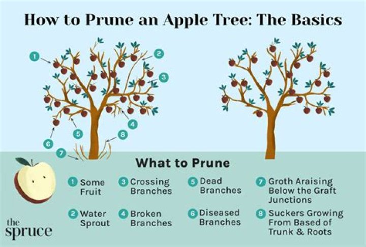 When should I prune Solanum