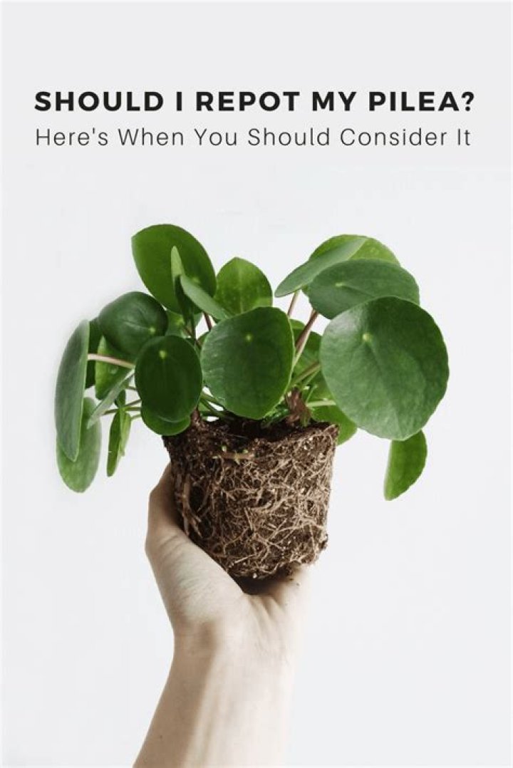 When should I repot my pilea