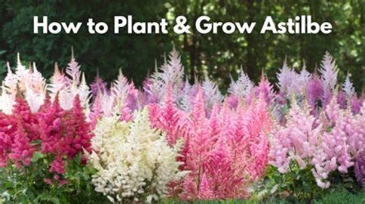 When should I start Astilbe