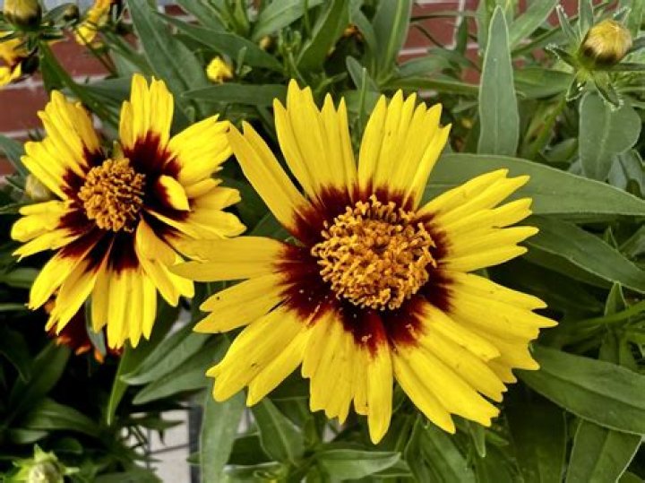 When should I trim coreopsis